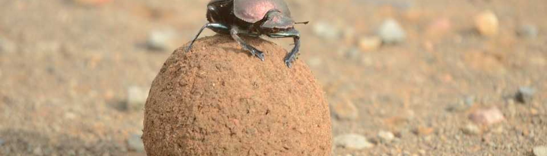 dung-beetle-2774229_960_720