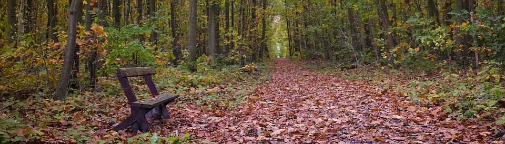 landscape-4602813_960_720